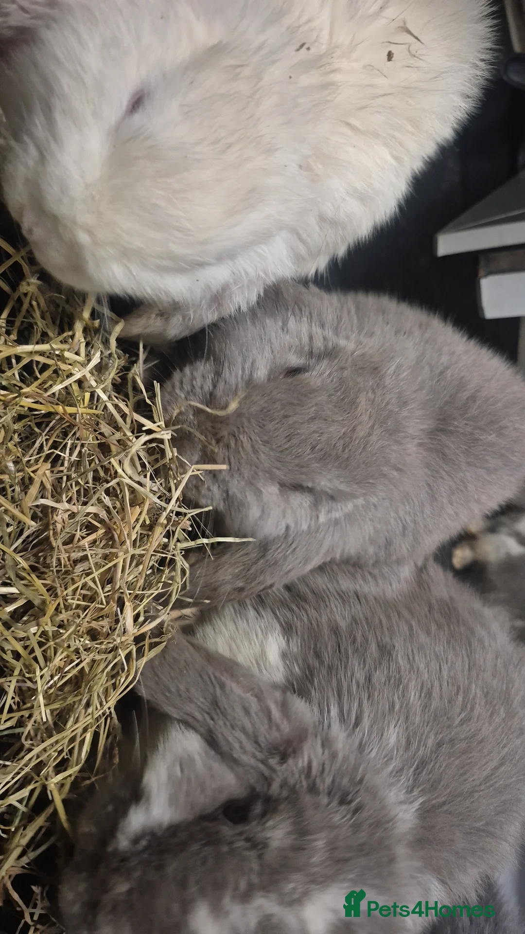 French Lop rabbits for sale: Giant breed french lops pure bred giants - Advert 1