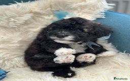 Poochon dogs for sale: Poochon puppies  - Image 37