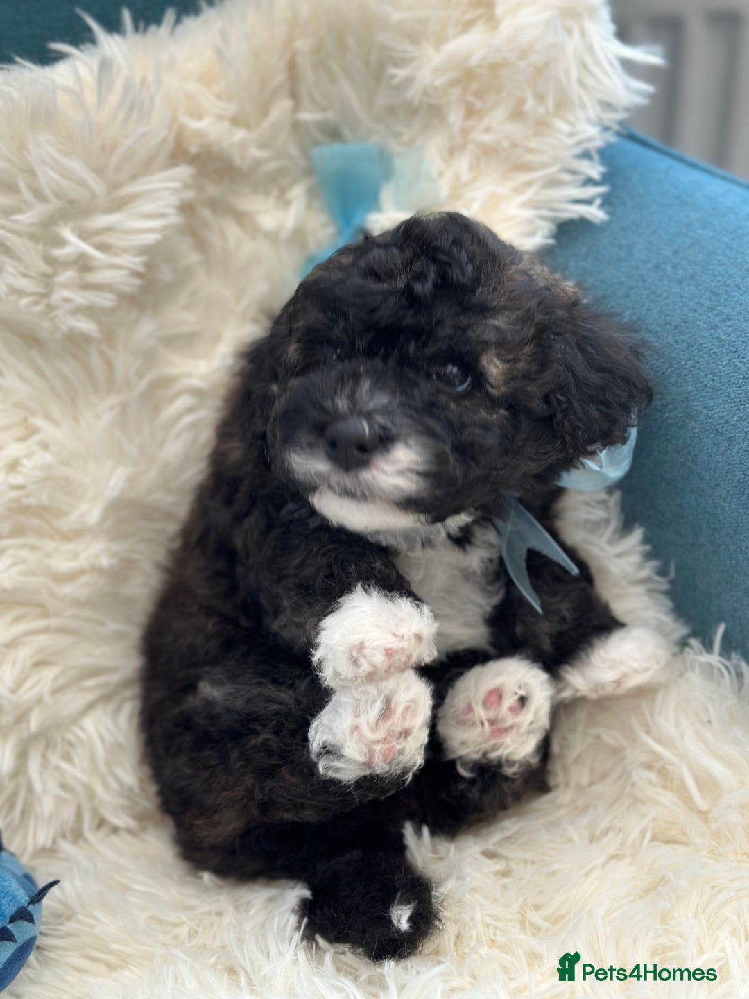 Poochon dogs for sale: Poochon puppies  - Image 37