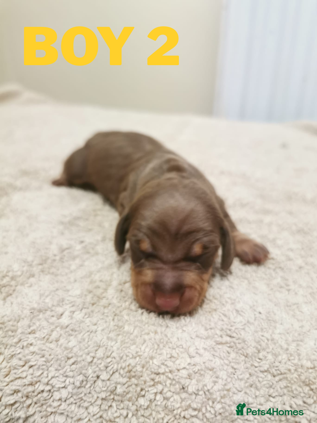 Miniature Dachshund dogs for sale: Beautiful mini dachshund boys 🐾 - Advert 2