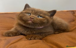 British Shorthair cats for sale: 5 Star - BSH Litter (Two Cinnamon, Fawn & Lilac) - Image 4