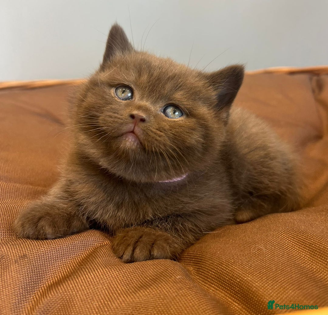 British Shorthair cats for sale: 5 Star - BSH Litter (Two Cinnamon, Fawn & Lilac) - Image 4