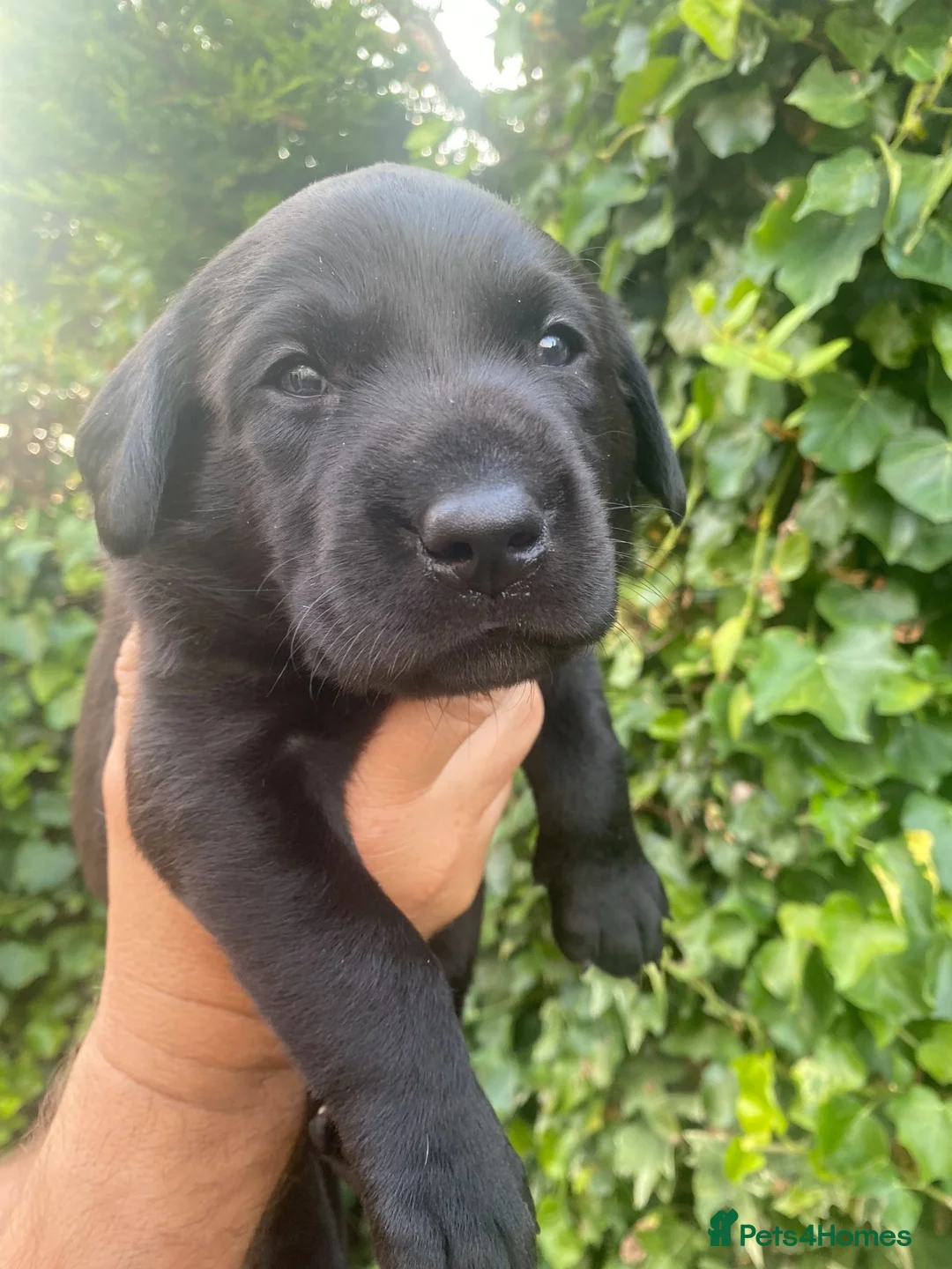 Labrador Retriever dogs for sale: FTCh KG Reg Labrador Puppies - Advert 2