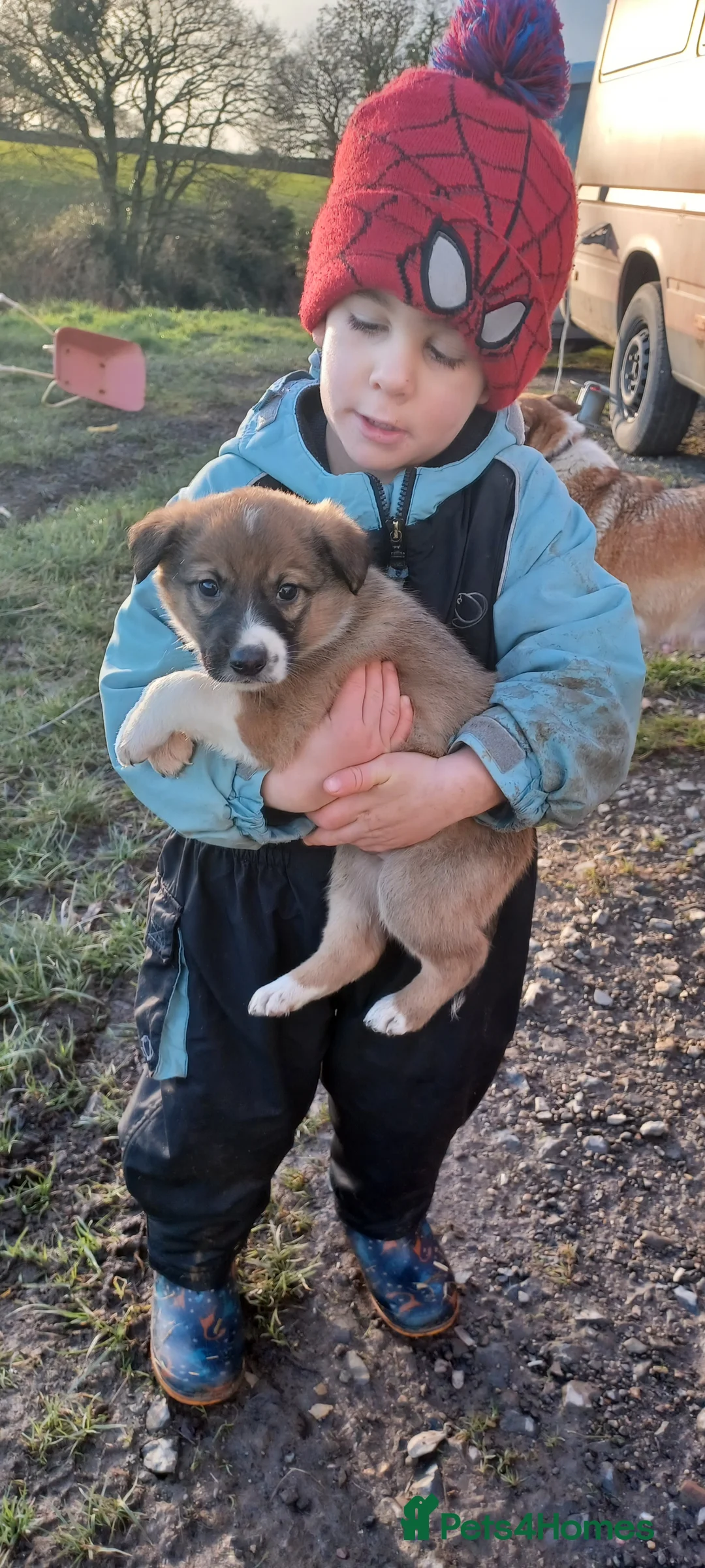 Border Collie dogs for sale: Collie puppies for sale ONLY BOYS AVAILABLE - Advert 13