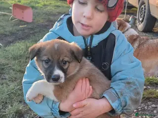 Border Collie dogs Collie puppies for sale ONLY BOYS AVAILABLE - Advert 5
