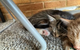 Mixed Breed cats for sale: Cute Kittens for Sale - Ginger, Grey and Black - Image 26