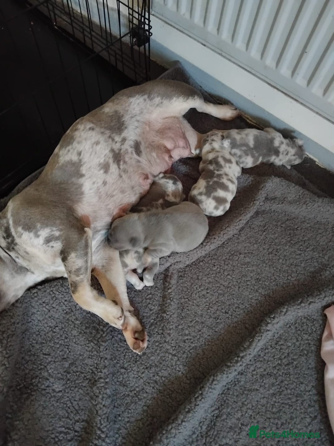 French Bulldog dogs for sale: French bulldog puppies - Image 1