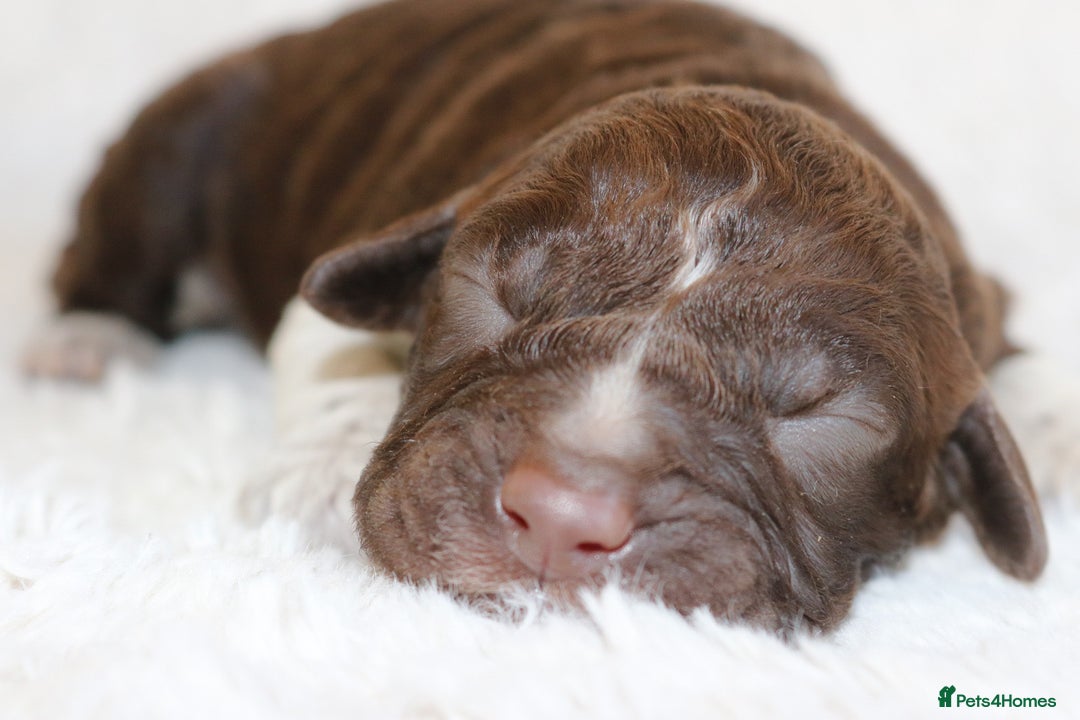 Lagotto Romagnolo dogs for sale: *READY NOW*10 WKS OLD* KC Reg Full Health Tested - Advert 11