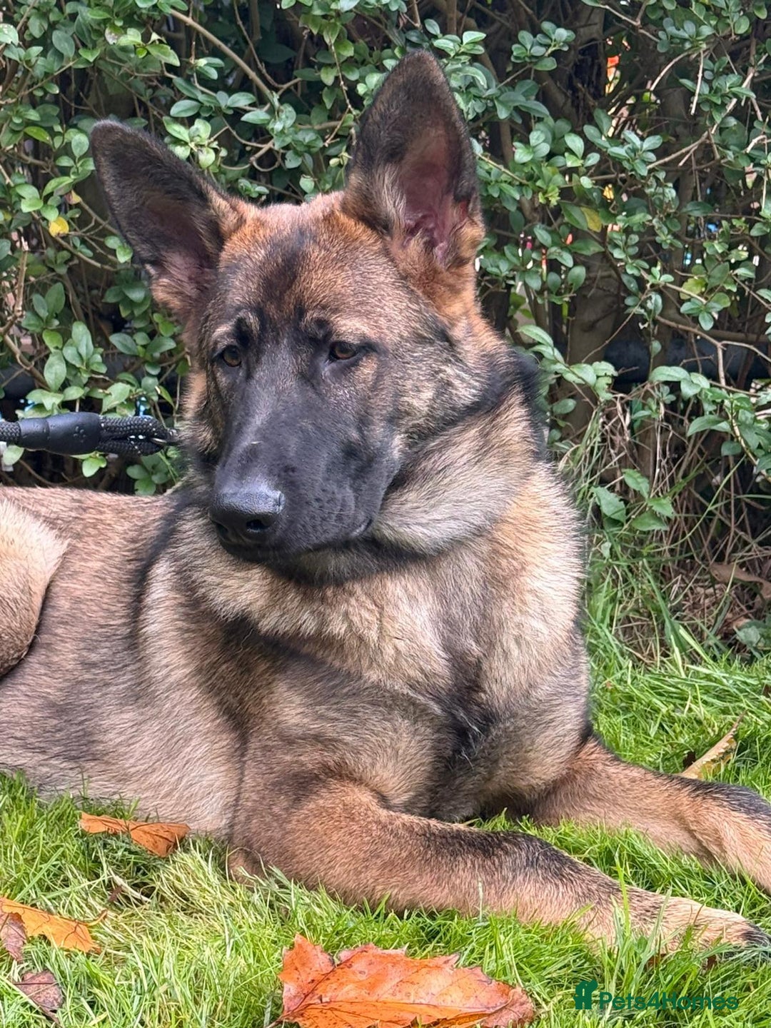 German Shepherd dogs for sale: Beautiful big German shepherd looking for a home - Advert 5