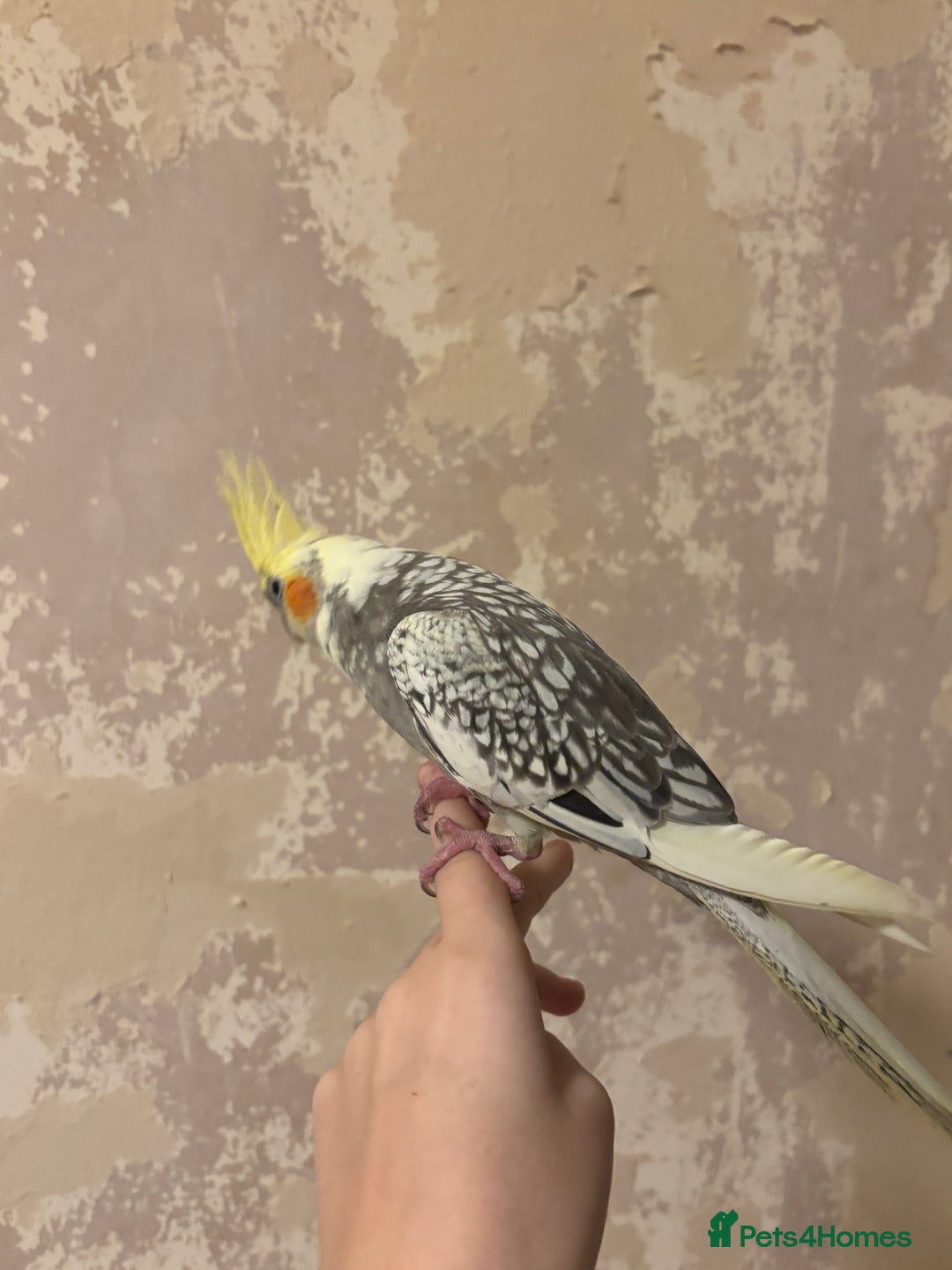 Cockatiels birds for sale: beautiful tame cockatiel for sale  - Advert 6