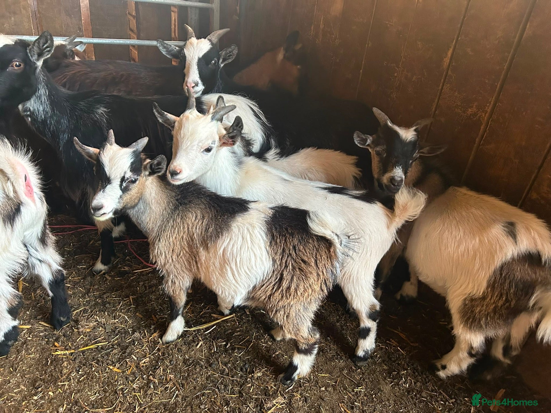 Goats livestock Pygmy Billy kids for sale - Advert 4