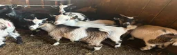 Goats livestock for sale: Pygmy Billy kids for sale - Advert 1