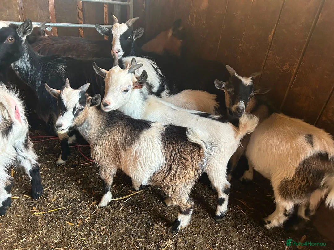 Goats livestock for sale: Pygmy Billy kids for sale - Advert 1