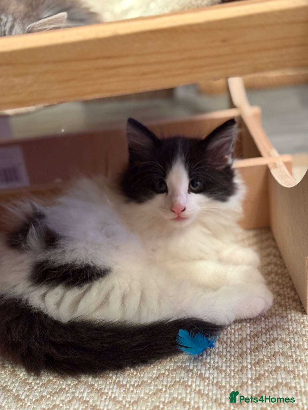 Norwegian Forest Cat cats for sale: SANNVENN Norwegian Forest Cats - Image 13