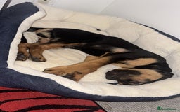 Mixed Breed dogs for sale: New home needed! - Advert 4