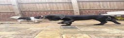 Cane Corso dogs for sale: Rare Solid Black Corso Female | Elite EU Bloodline in Canterbury - Advert 5