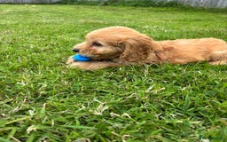 Cockapoo dogs for sale: Fantastic cockerpoos ready for new homes - Image 14
