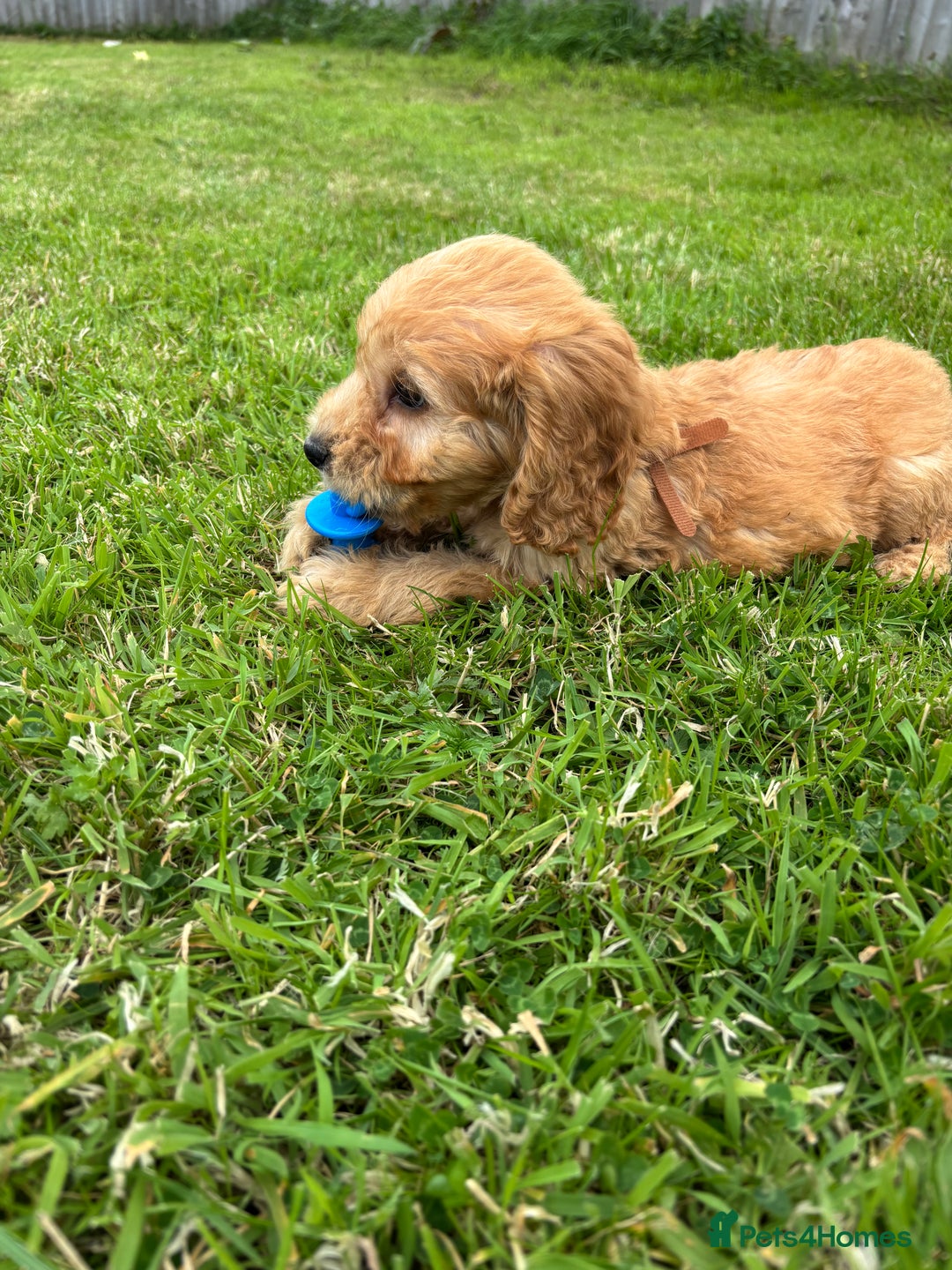 Cockapoo dogs for sale: Fantastic cockerpoos ready for new homes - Image 14