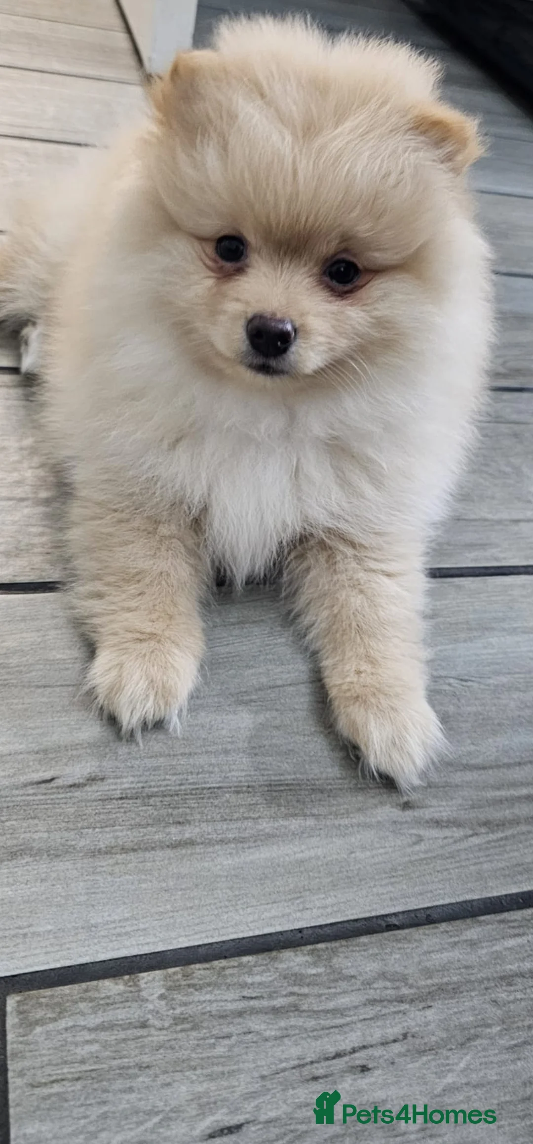 Pomeranian dogs for sale: 3 KC HANDSOME POMERANIAN BOYS - Advert 27