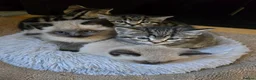 Mixed Breed cats for sale: Title: Beautiful Blue Eyed Siamese Type Kittens - Advert 18