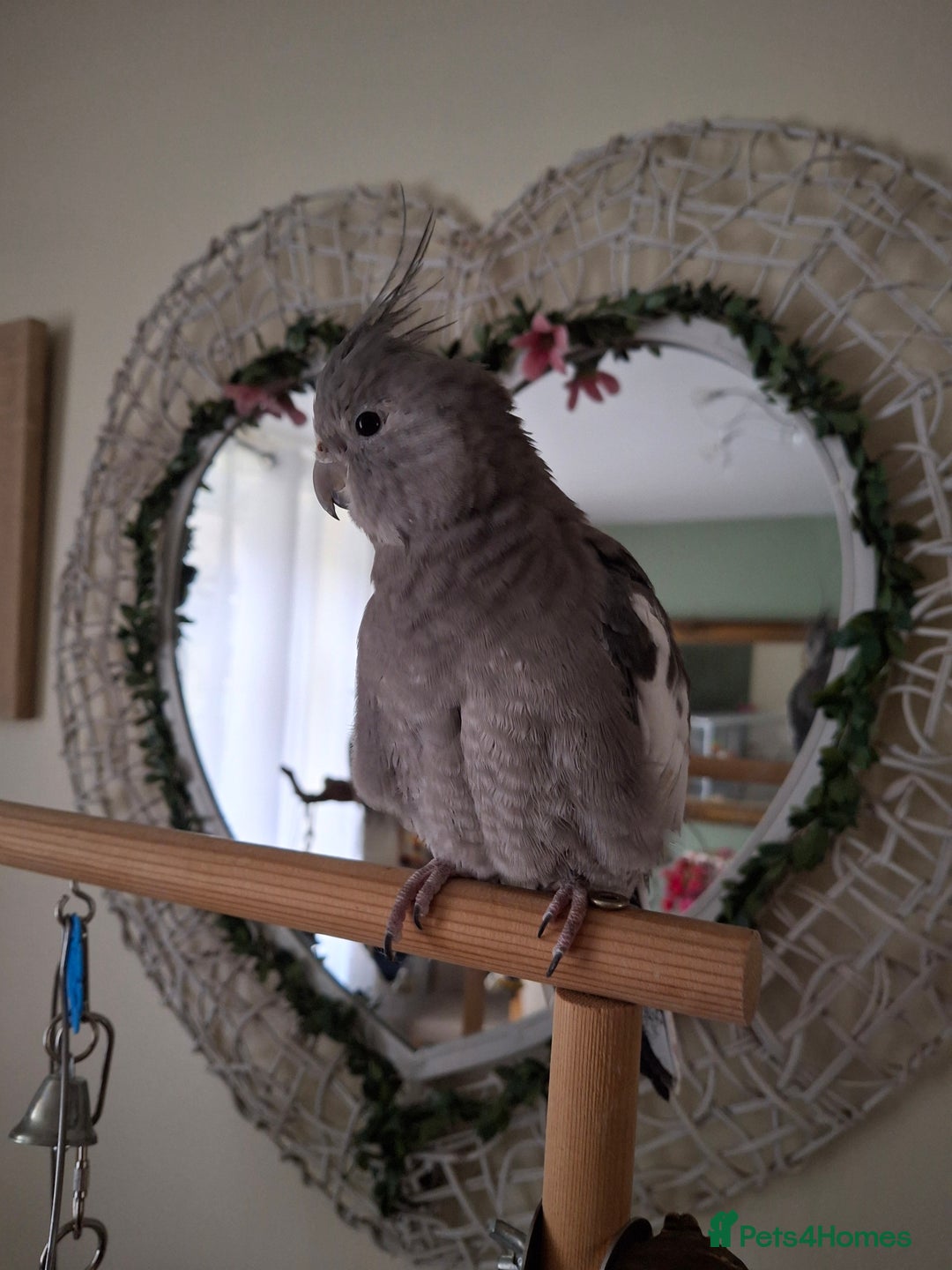 Cockatiels birds for sale: Cockateil female - Advert 4