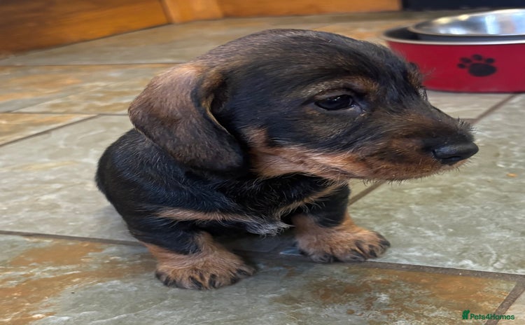 Dachshund dogs - Advert 4