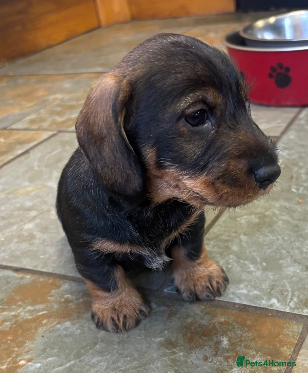 Dachshund dogs for sale: Wire haired dachschund (teckel) puppies - Image 2