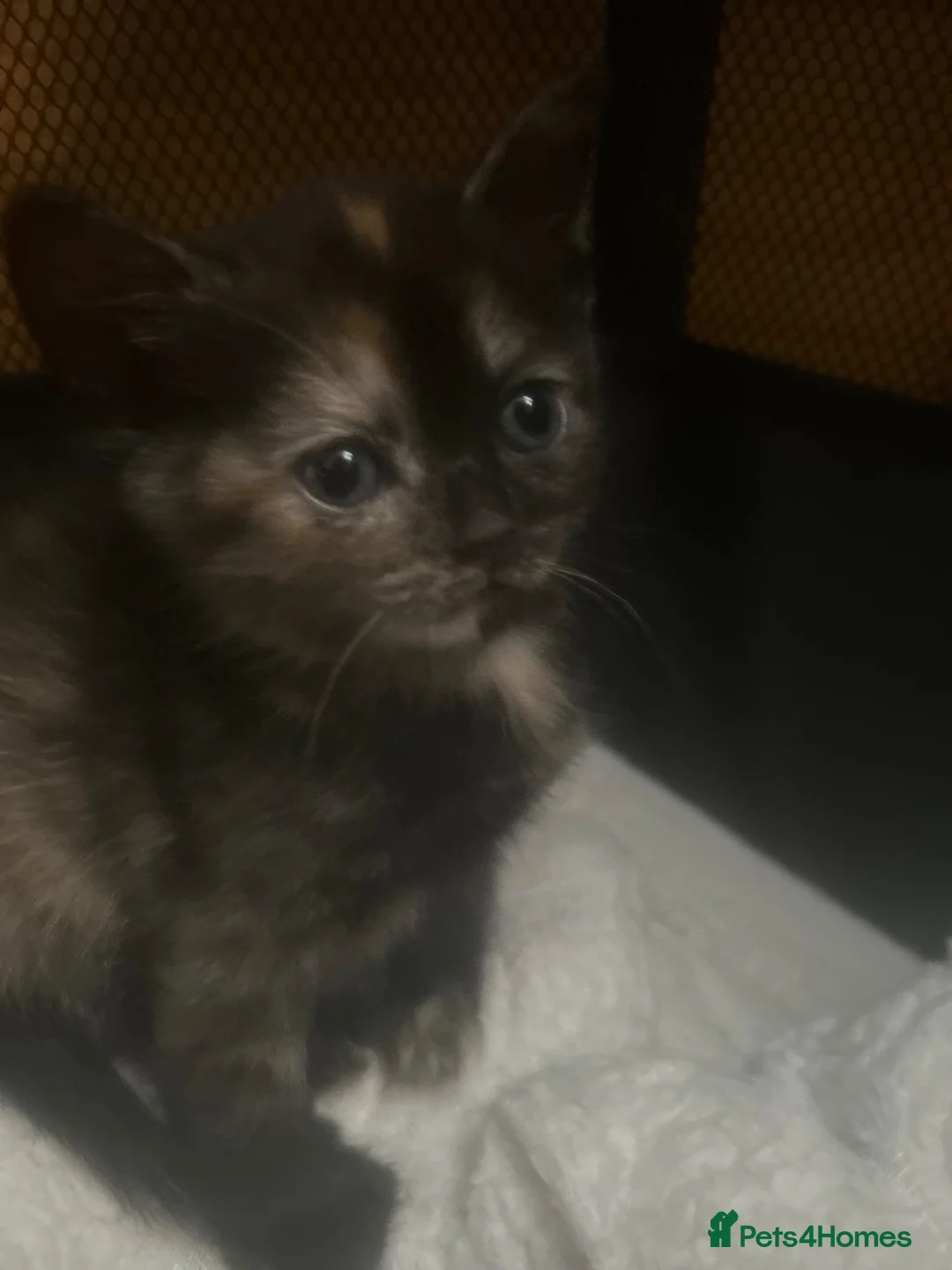 Mixed Breed cats for sale: Kittens for sale — Ready to leave after 8th july in Wolverhampton - Advert 13
