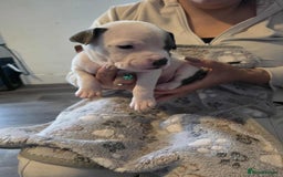 American Bully dogs for sale: Beautiful amarican pocket bullys  - Advert 6