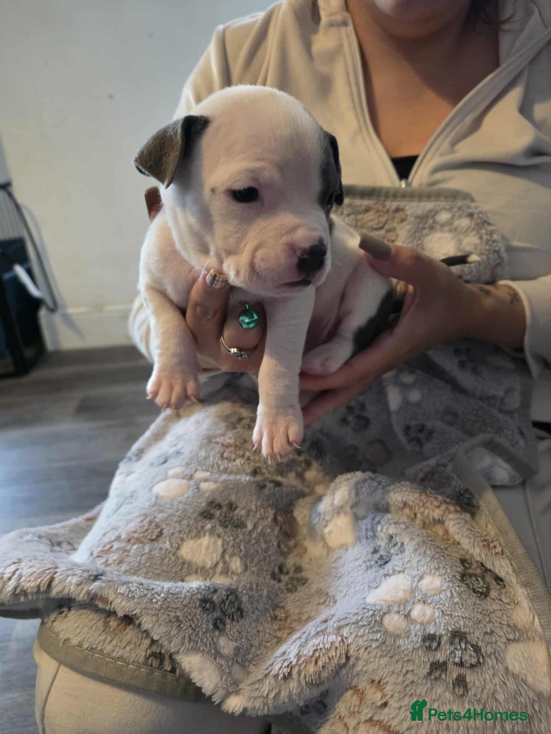 American Bully dogs for sale: Beautiful amarican pocket bullys  - Advert 6