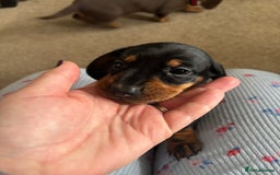 Dachshund dogs for sale: Kc standard Black and Tan dachshunds - Image 20