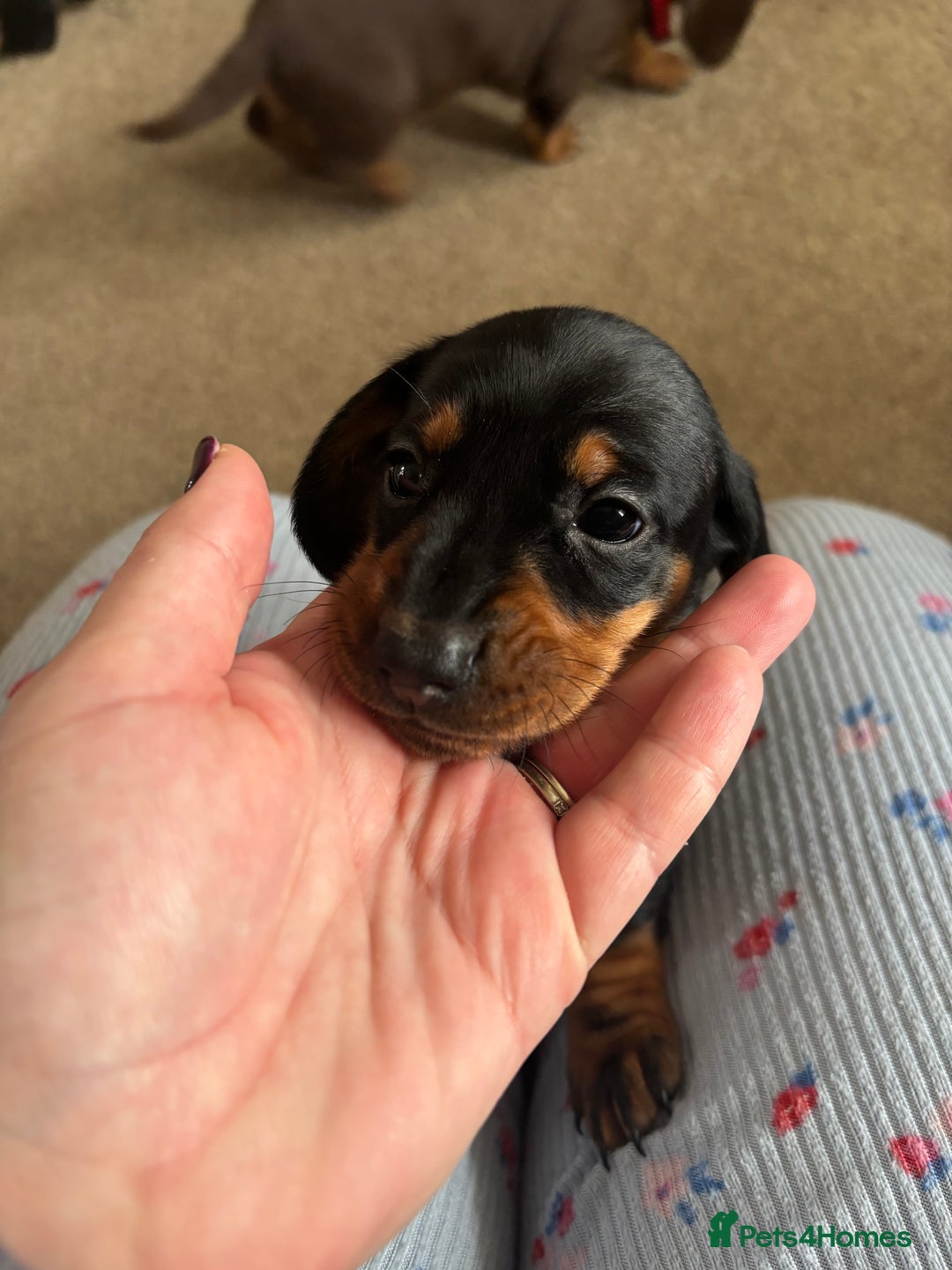 Dachshund dogs for sale: Kc standard Black and Tan dachshunds - Image 20