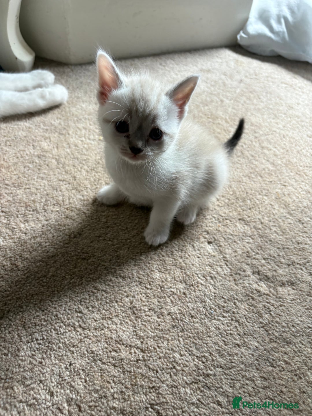 Mixed Breed cats for sale: Three female kittens  - Image 2