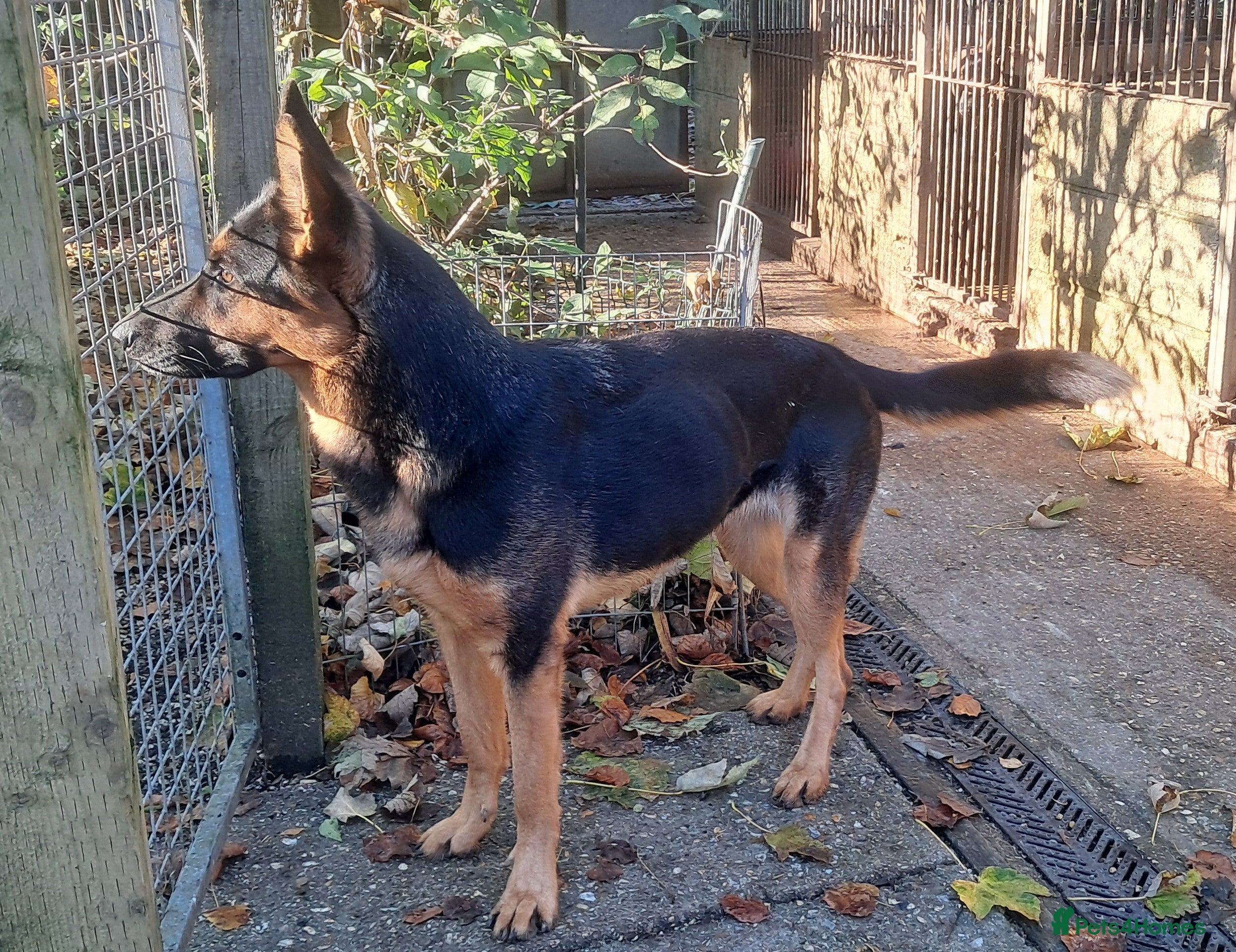 German Shepherd dogs 3yr old German Shepherd lady needing - Advert 1