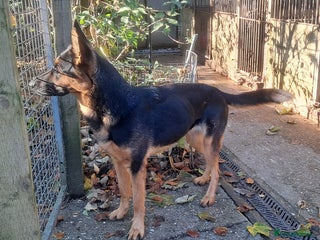German Shepherd dogs 3yr old German Shepherd lady needing - Advert 1