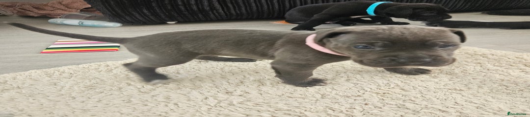 Cane Corso Puppy 8