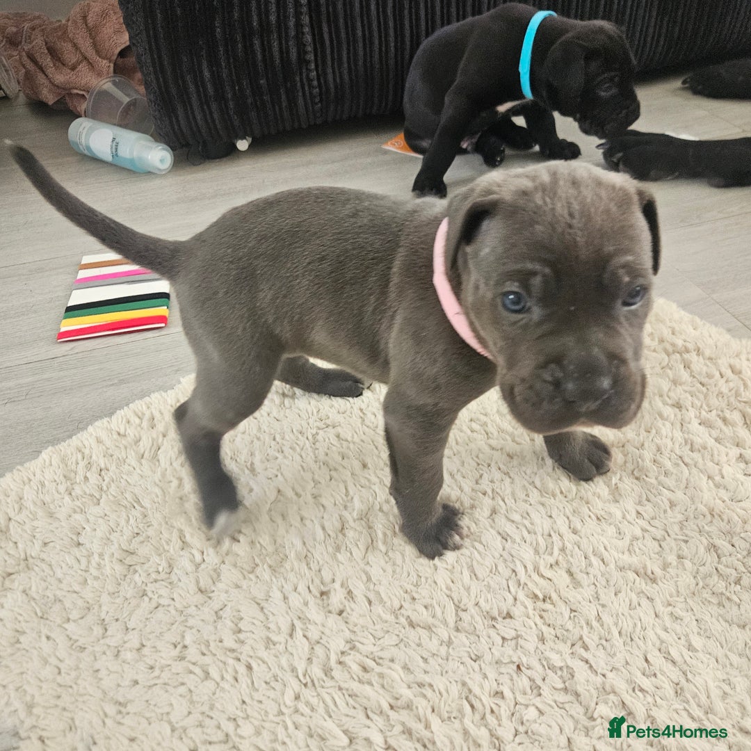 Cane Corso dogs for sale: Cane corsos  in Whitehaven - Image 13