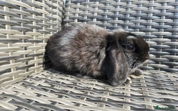 Mini Lop rabbits for sale: Cute Mini Lop Bunnies - Image 4