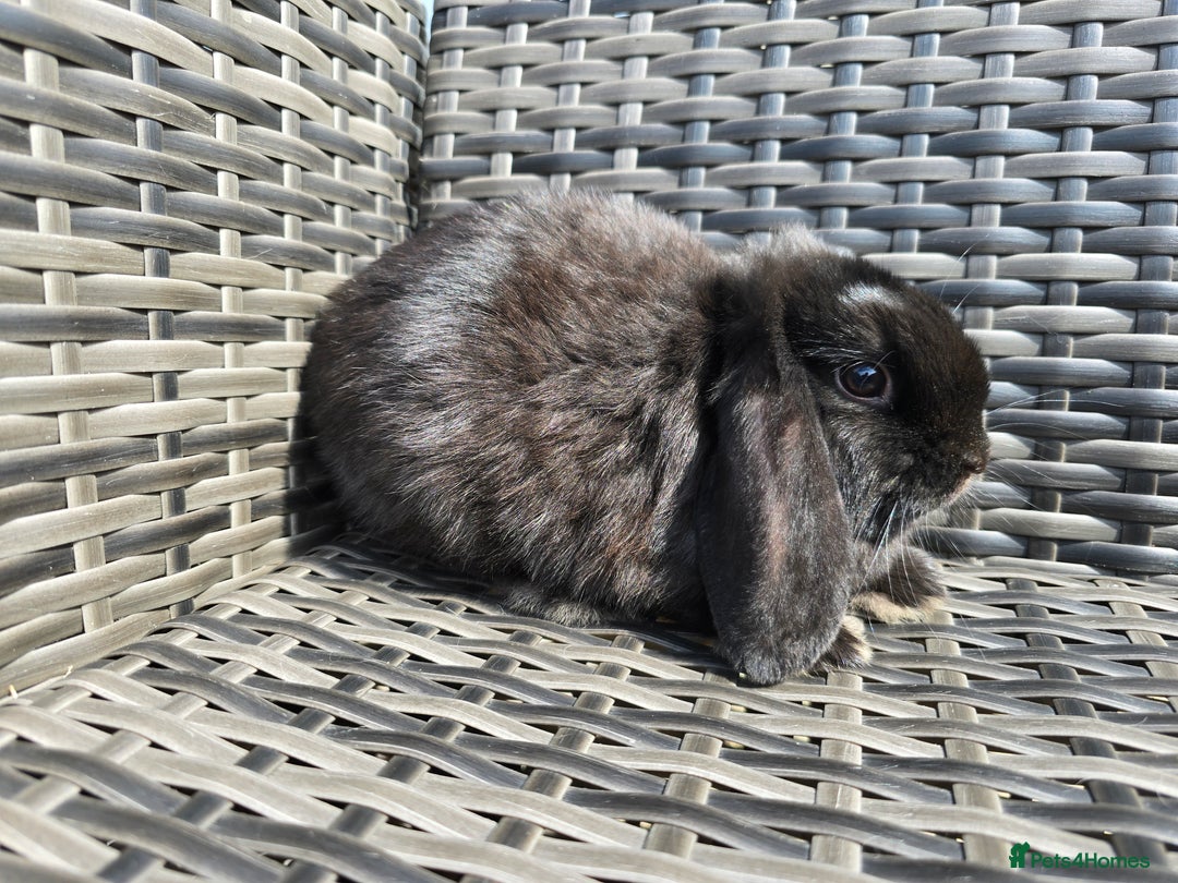Mini Lop rabbits for sale: Cute Mini Lop Bunnies - Image 4