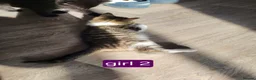 Mixed Breed cats for sale: Beautiful kittens looking for forever homes  - Advert 4