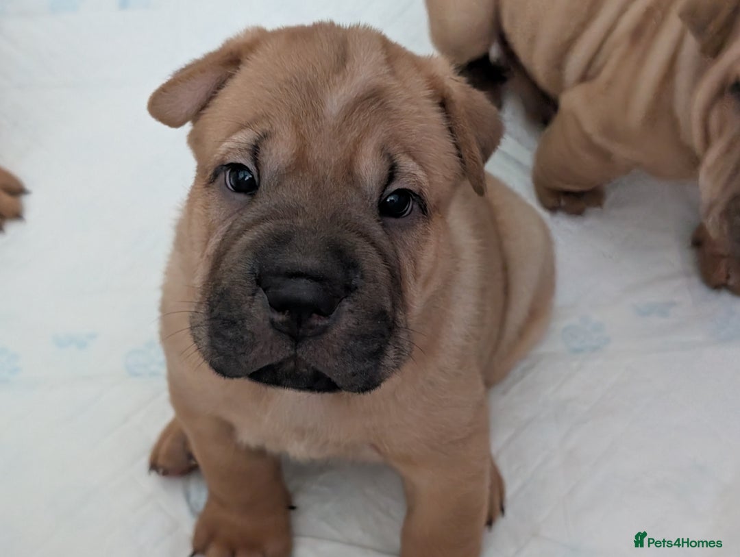 Shar Pei dogs for sale: Shar pei puppies  - Image 4