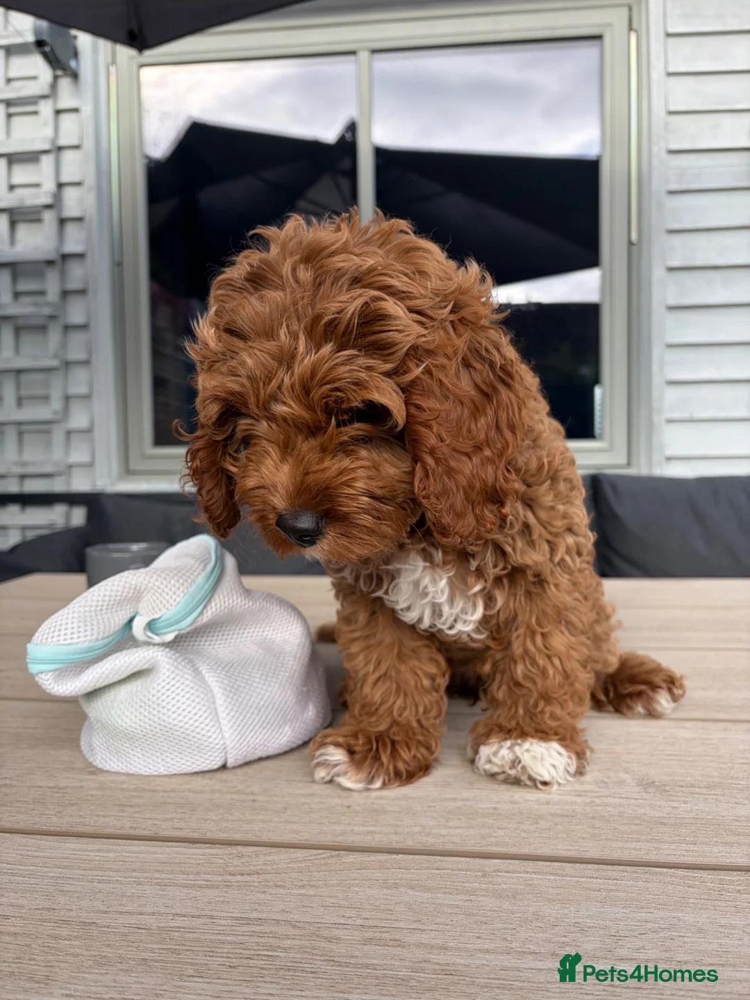Cavapoo dogs for sale: Retuned home to us  - Advert 1