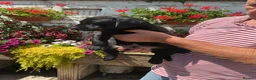 Labrador Retriever dogs for sale: Labrador Retreiver Puppy Dogs in Dudley - Advert 5