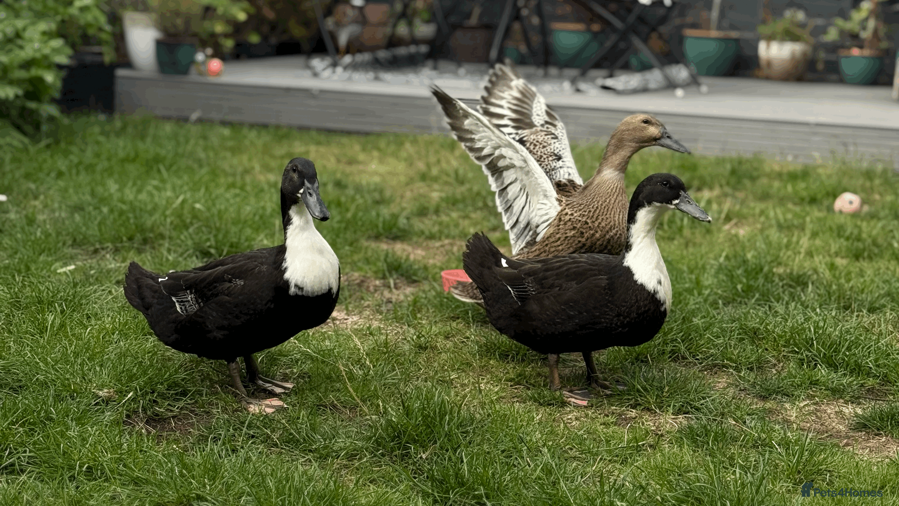 Ducks poultry 2 x magpie and 1 x khaki campbell in Coalville - Advert 2