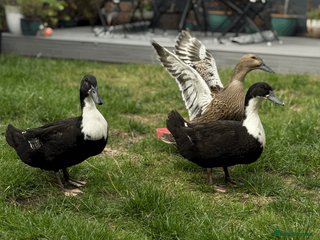Ducks poultry 2 x magpie and 1 x khaki campbell in Coalville - Advert 6
