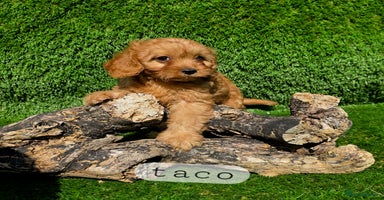 Cavapoo dogs - Advert 4