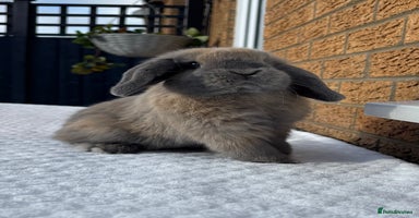 Mini Lop rabbits Gorgeous Purebred mini lop babies - Advert 5
