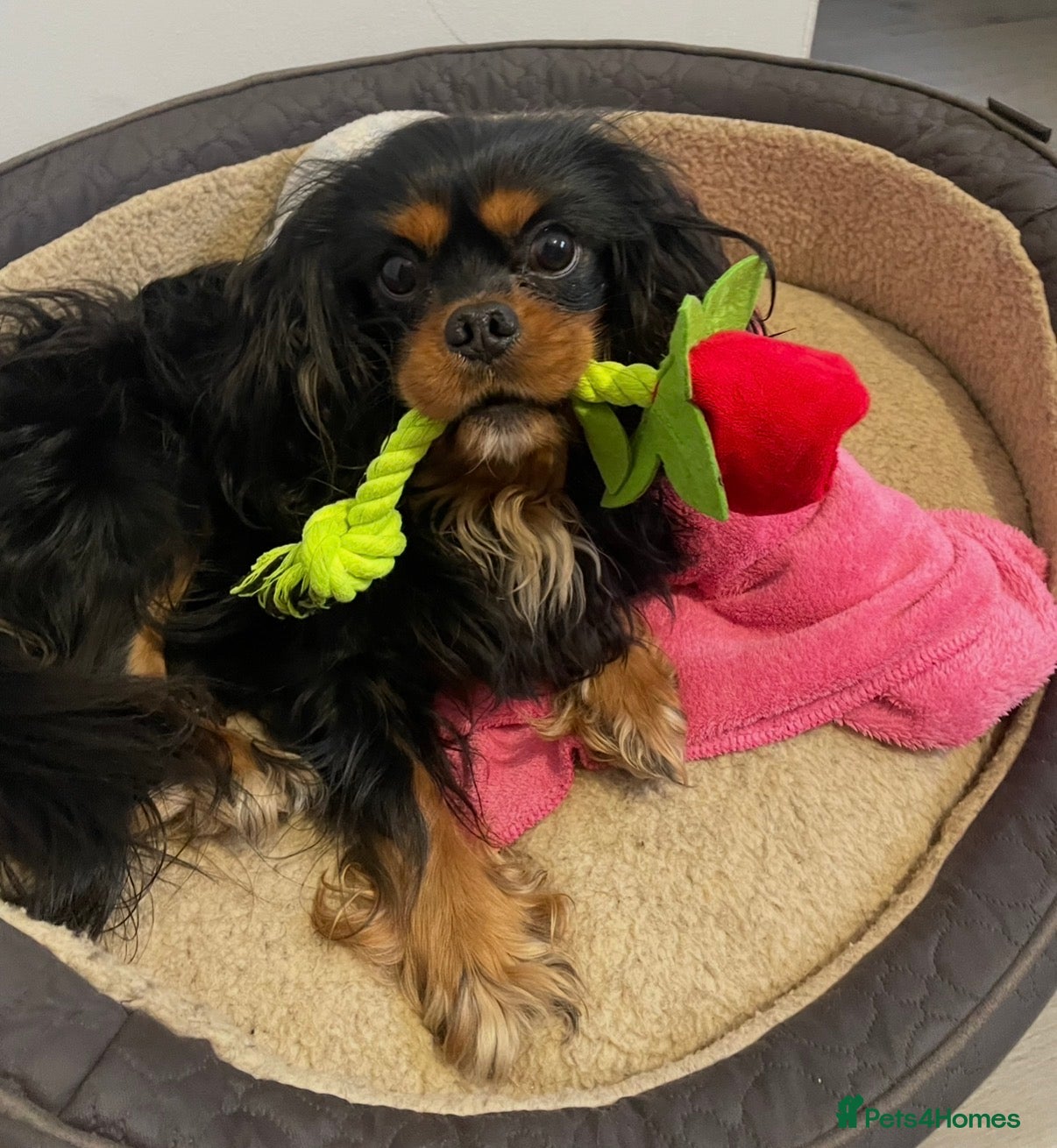Cavalier King Charles Spaniel dogs 💙 HUGO 💙 KC Health tested dog for Stud.  - Advert 13