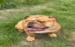 English Bulldog dogs for sale: Willow - Image 6