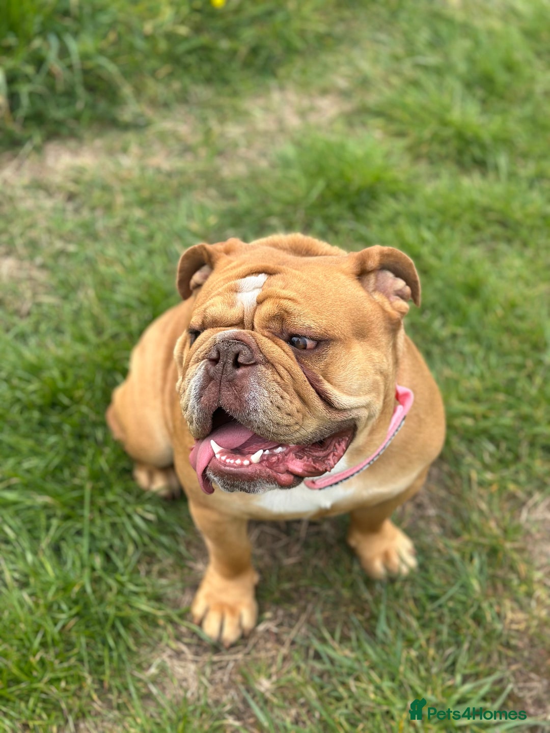 English Bulldog dogs for sale: Willow - Image 6
